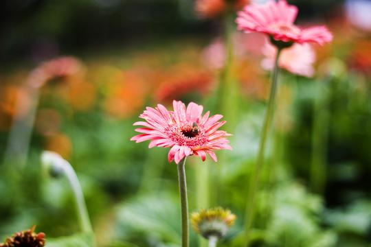 松湖花海意境