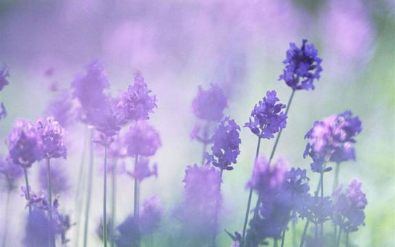 四季薰衣草花海唯美