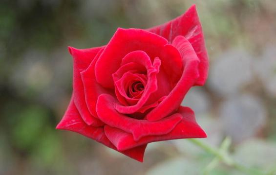 唯美红色月季花