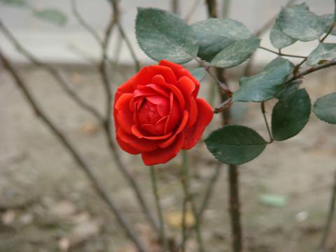 浪漫红色月季花