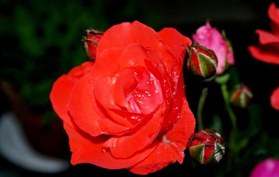 惊艳红色月季花