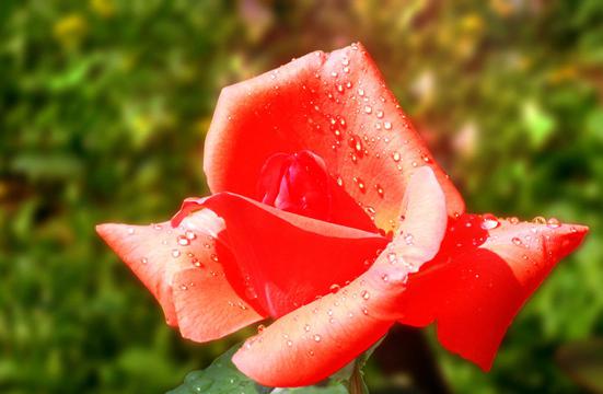 火红月季花