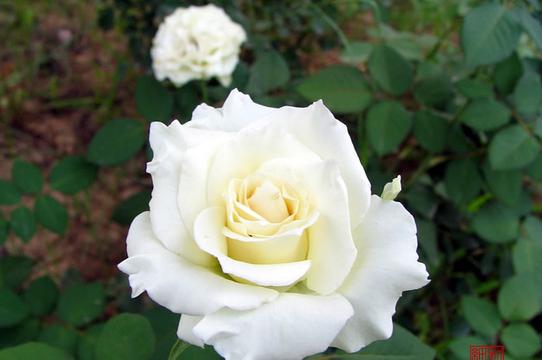 高雅白色月季花