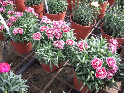 粉色康乃馨鲜花