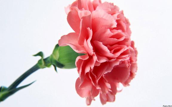 唯美母亲节康乃馨