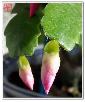 ​假昙花花蕾