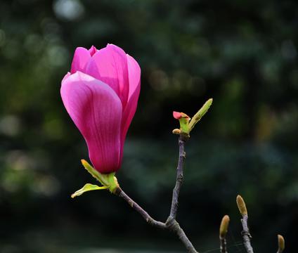 粉红优昙花花蕾