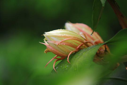 粉色昙花花苞