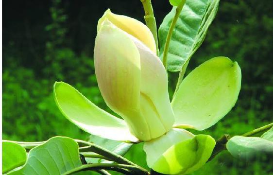 白色优昙花花蕾