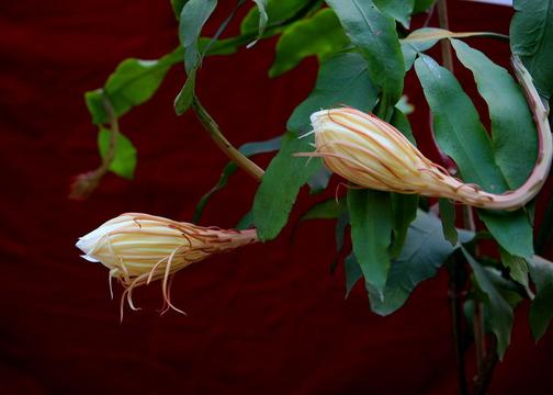 白色昙花花蕾
