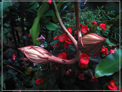 淡紫色昙花花苞