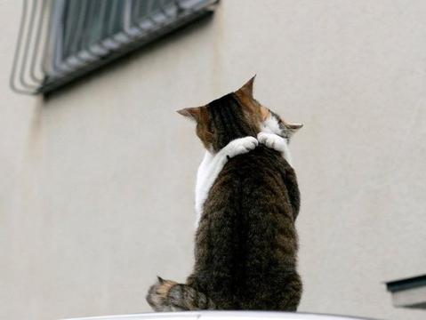 喵星人拥抱