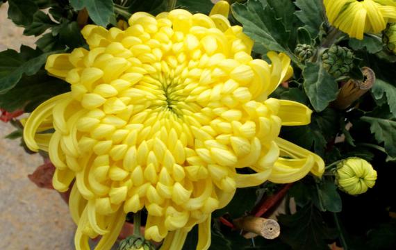 高雅的黄色菊花