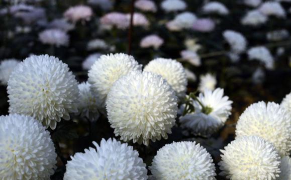 白色的菊花