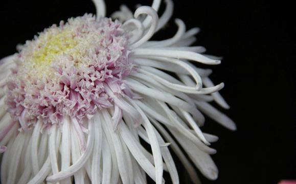 白菊花唯美意境