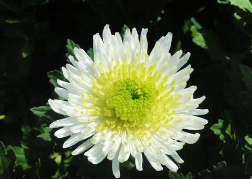 一朵白色菊花