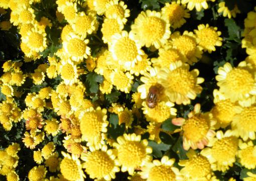 野菊花花海