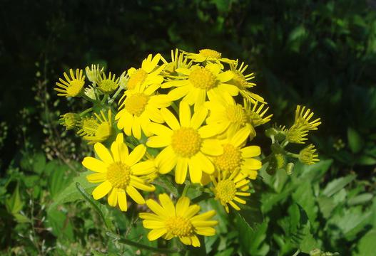 那一朵野菊花