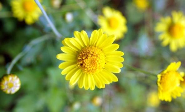 黄色野菊花