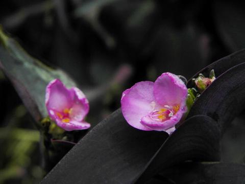 观花植物小盆栽紫罗兰