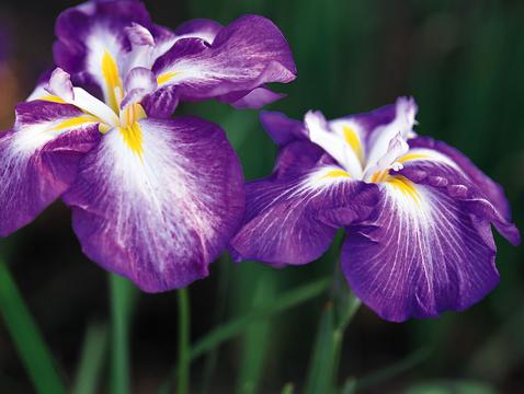 小野花紫罗兰