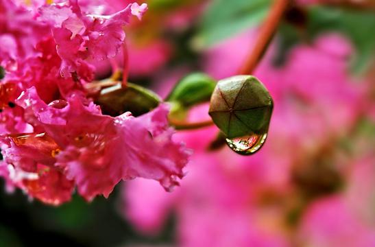 妩媚紫薇花