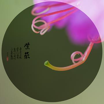 雨后紫薇花