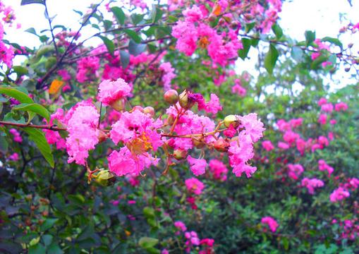 艳丽紫薇花海