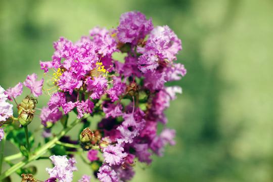 阳光下紫薇花