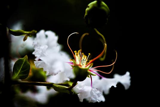 白色紫薇花