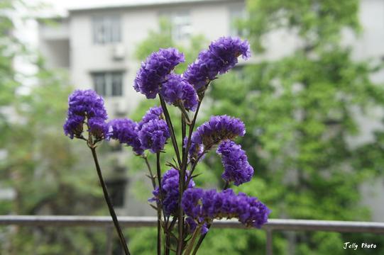 唯美紫色勿忘我