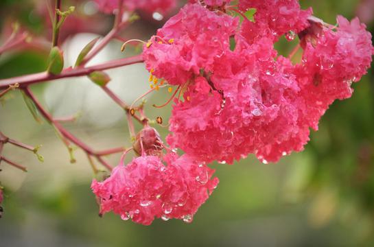 花红满堂百日红