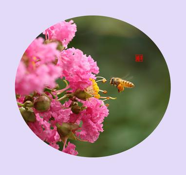 百日红摄影