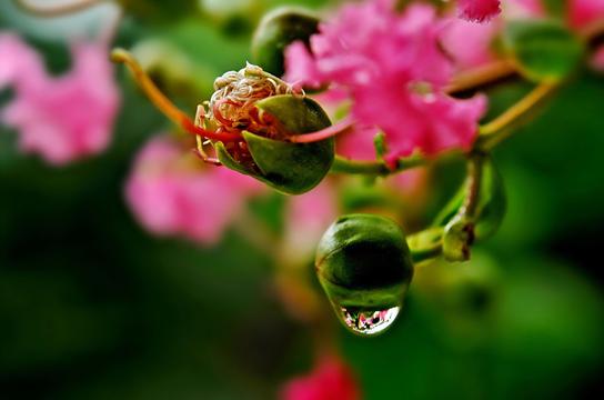 百日红花苞