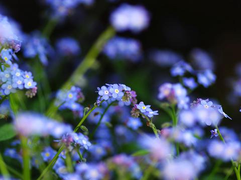清新小花勿忘我