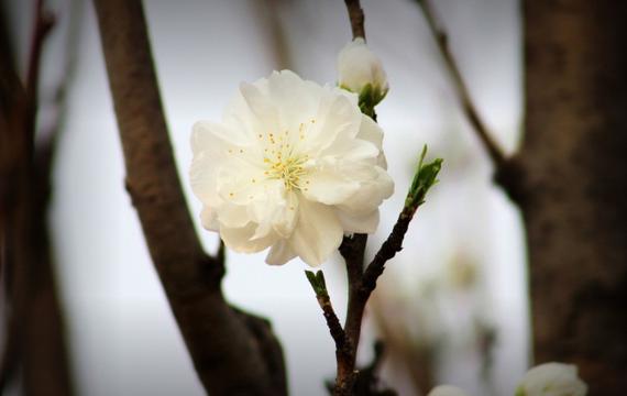 白色桃花唯美意境