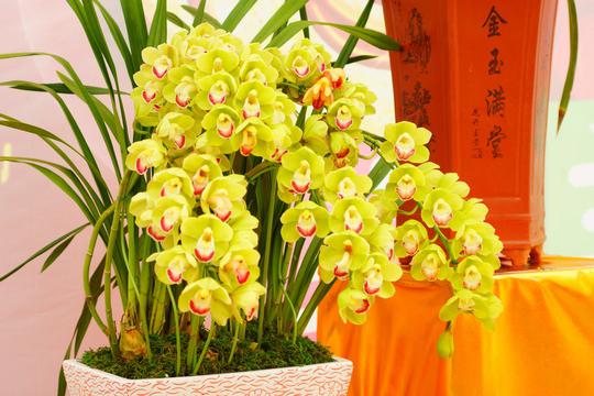 典雅黄色蝴蝶兰