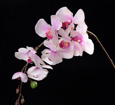 粉色的蝴蝶兰
