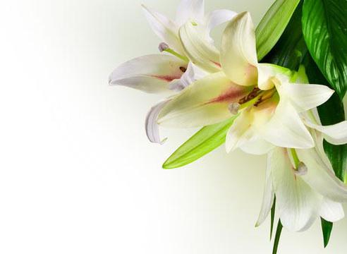 纯洁的白百合花