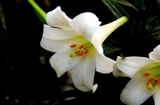 白百合花语