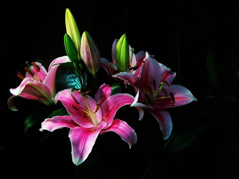  一束娇艳的百合花
