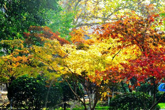 南京栖霞山秋拍