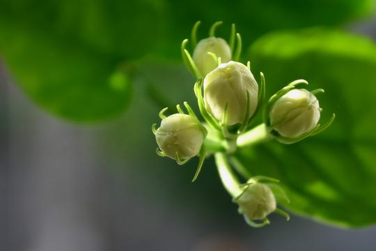 夏天的花之茉莉花