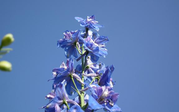 夏天的花之飞燕草