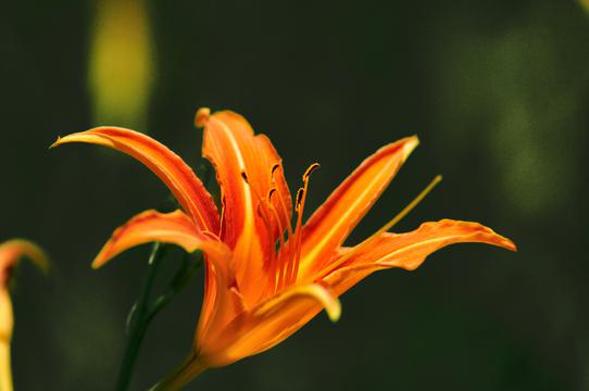烈日炎炎的夏天的花朵