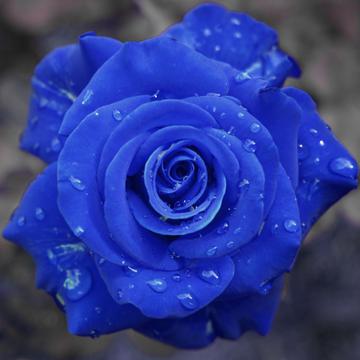 蓝玫瑰花语