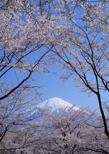 日本富士山樱花