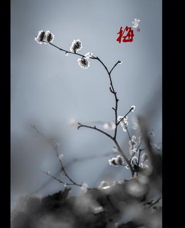 雪梅藏春