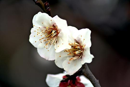 早春梅花