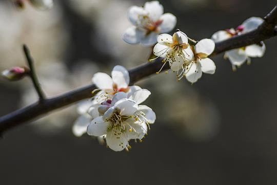 春之白梅